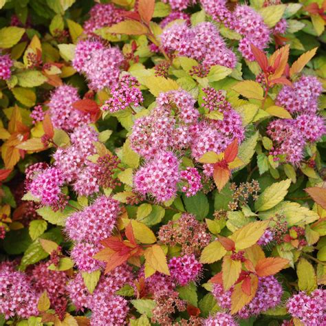 Discover the Magic of Spirea Japonica Magic Caraet: How to Incorporate It in Your Yard